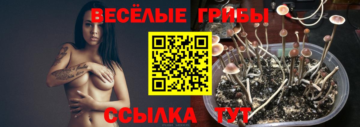Галлюциногенные грибы Psilocybine cubensis  Вход с VPN  Ливны 